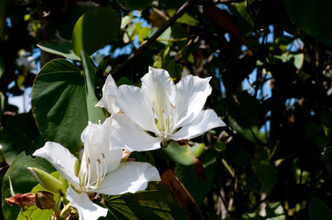 10 WHITE ORCHID TREE Bauhinia Alba syn Variegata Candida Hawaiian Mountain Ebony Camel's Foot Butterfly Flower Tree Hummingbird Seed
